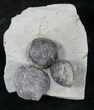 Pseudoatrypa Brachiopods from Windom Shale, NY #20721-1